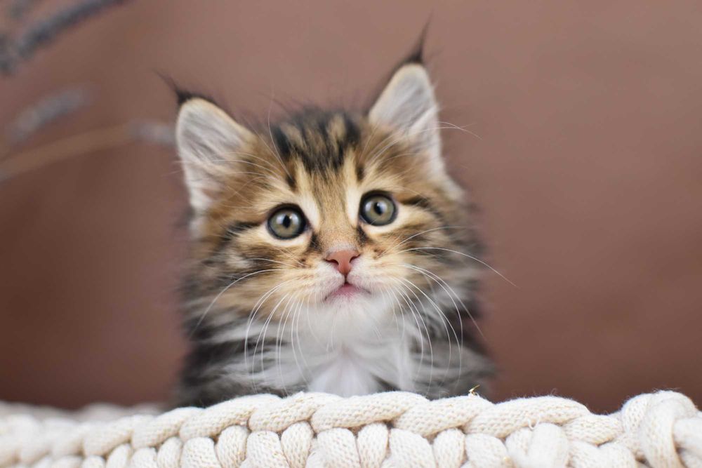 Kurylski Bobtail- Kocięta Rodowód FPL/FIFE- Hodowla Dynastia Kuryla*PL