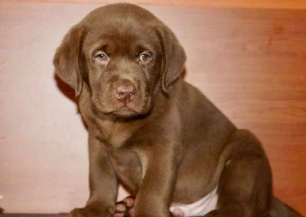 Мишки Лабрадор Ретривер щенки питомника с Доставкой оплата по факту