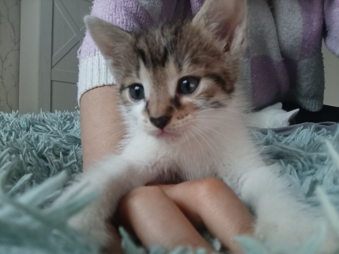 Oddam kocurka w dobre ręce
