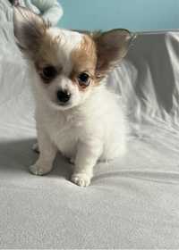 Malutki Chihuahua długowłosy po Championie  gotowy do zmiany domku.