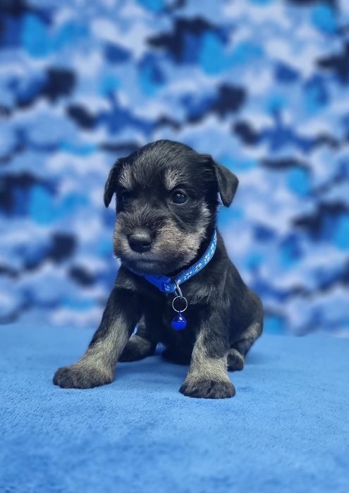 Цуценята цвергшнауцера