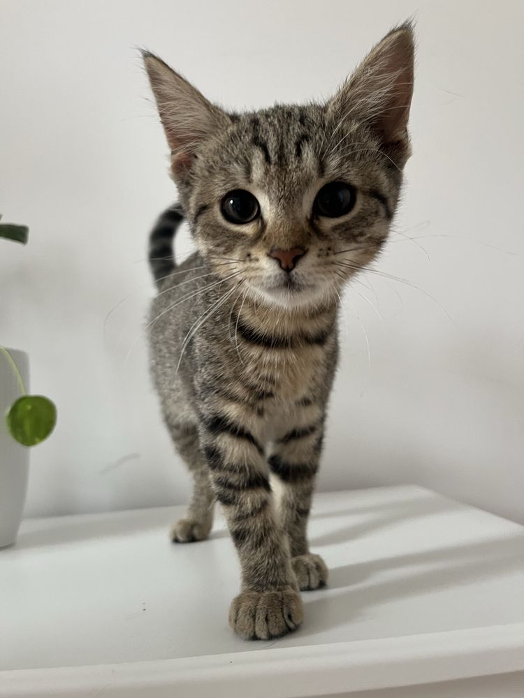 kotki do adopcji