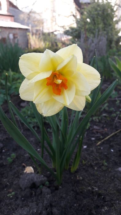 Квітка    нарцисс