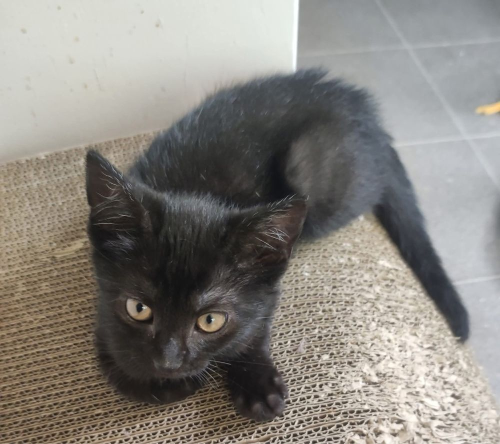 Edi i Fredi kot koty kociaki kotki do adopcji oddam za darmo