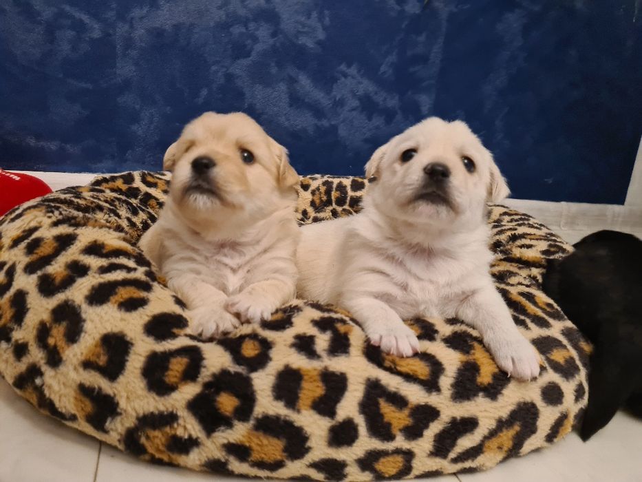 Pieski Szczeniaki szukają nowych waścicieli