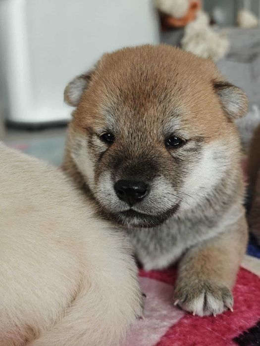 Shiba Inu-śliczny chłopiec FCI