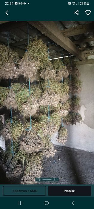 Czosnek jary wiosenny odmiany Jarus od rolnika bez żadnych pestycydów