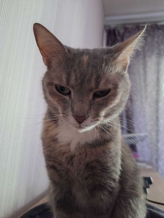 Присмотрю за кошечкой/котиком (Передержка кота)