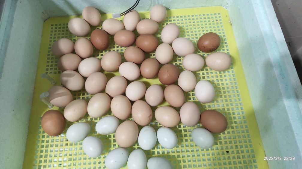 Продам инкубационные яйца смешаных  пород