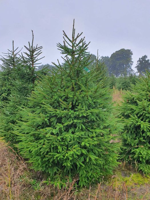 Świerk pospolity cięty 175-300 cm/ w donicy 80-175 cm/ TuChoinki.pl