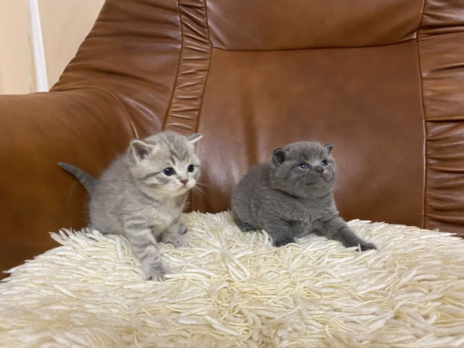 Британські кошенята готові  до бронювання