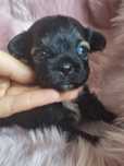 Cukiereczek unikatowy maluszek shih tzu  najmniejszy z miotu