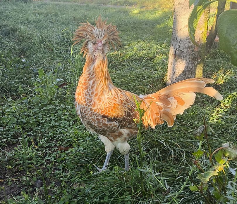 Koguty czubatka polska wielbladzia