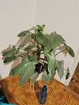 Philodendron hastatum 'Silver Queen' Filodendron duża roślina xxl
