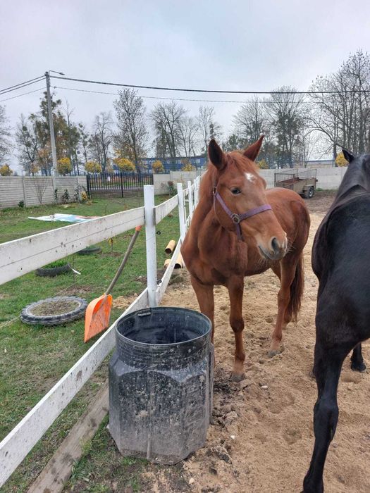 Sprzedam klacz rasy wielkopolskiej