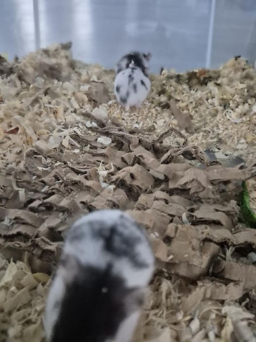 Chomiki 4-ro tygodniowe