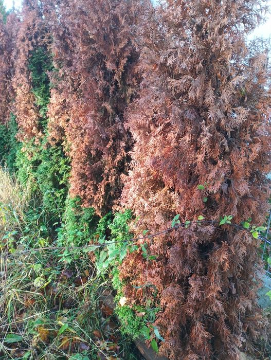 Ogrodnicze wycinka drzew samosiejow, zrębkowanie rębakiem.