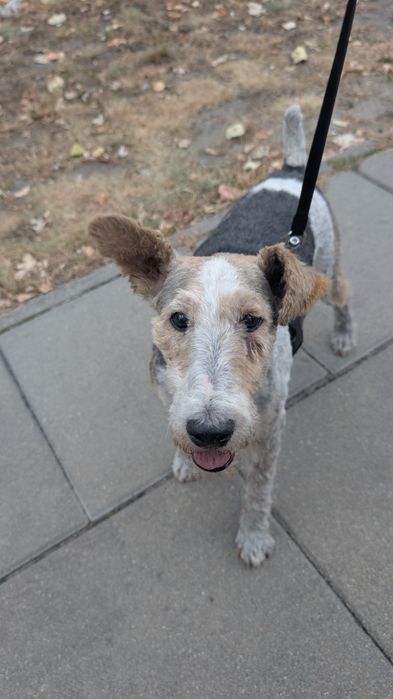 Aster szuka domu !!!