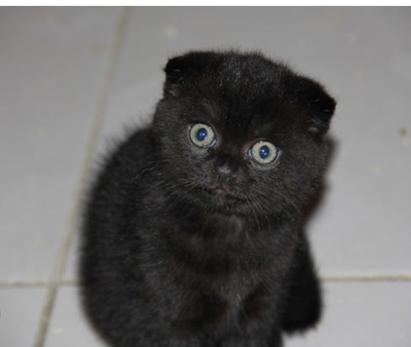 Продам Шотландские котята, мальчик и девочка