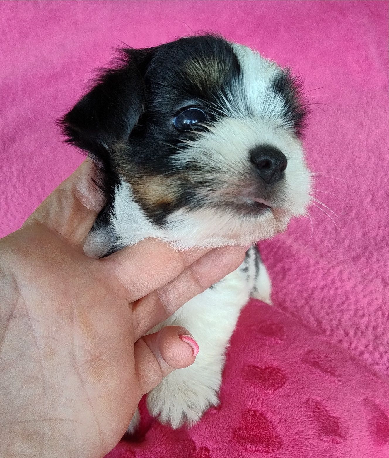 Yorkshire terrier biewer
