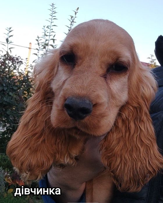 Цуценята породи англійський кокер спаніель