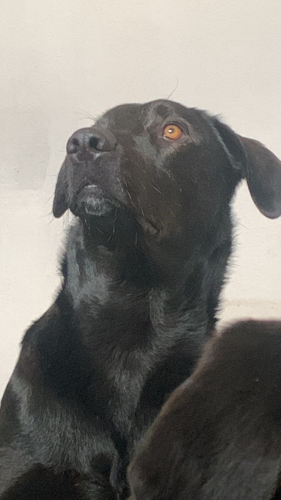 Adocao urgente e responsavel