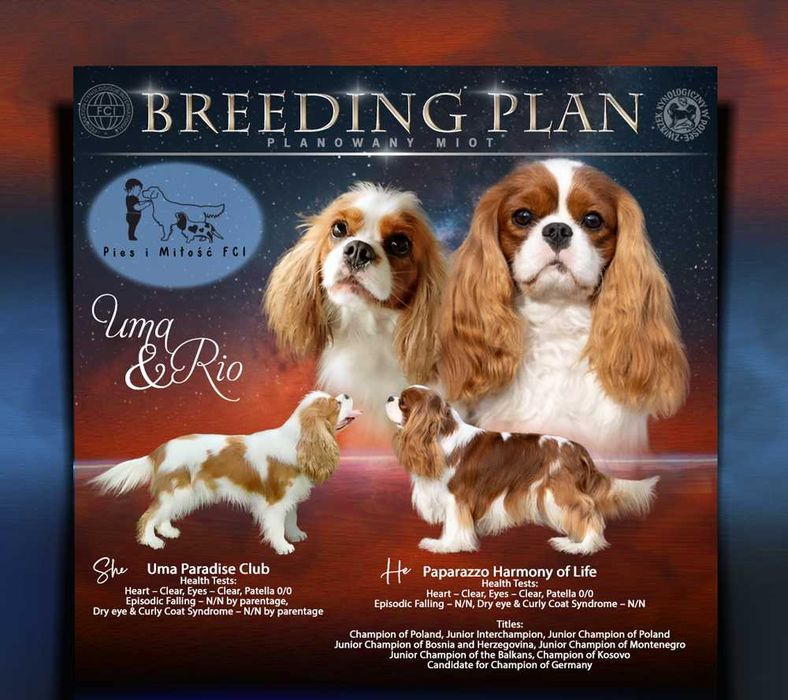 Cavalier King Charles Spaniel FCI ZKwP