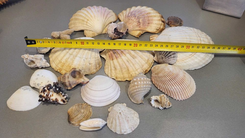 Океанічні мушлі ракушки зірка