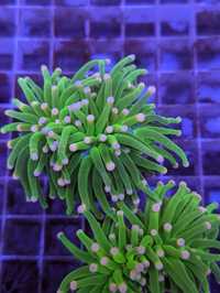 Euphyllia Toxic 2 głowy WYSIWYG Koralowiec #2