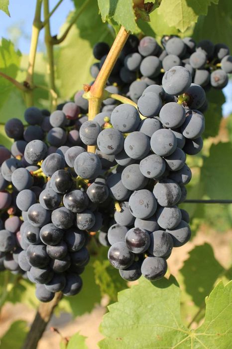 Dorosła sadzonka REGENT. Sadzonka winorośli 1,8m