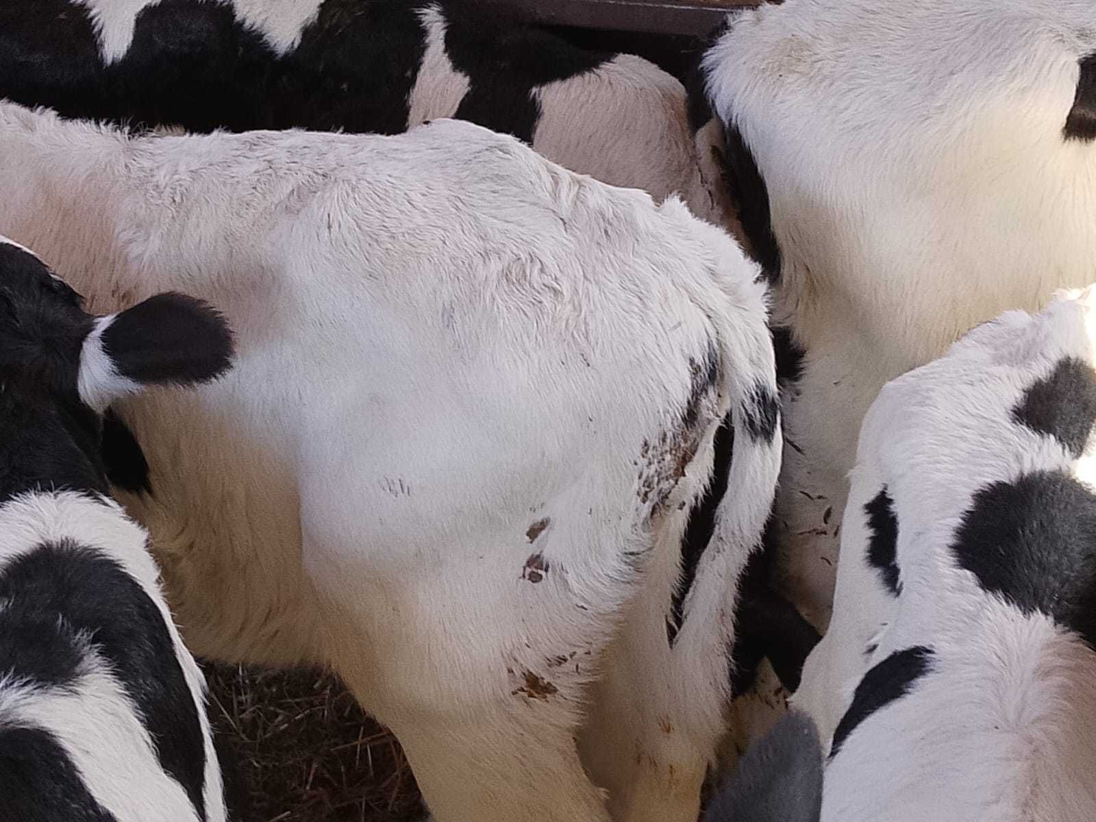 sprzedam 12 byczków