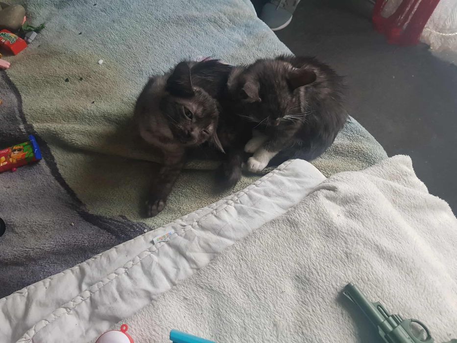 Kotki do adopcji pilne!!!