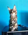 Maine Coon,  kotka, rodowód FPL, opcja hodowlana
