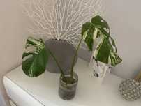 Monstera variegata PROMOCJA