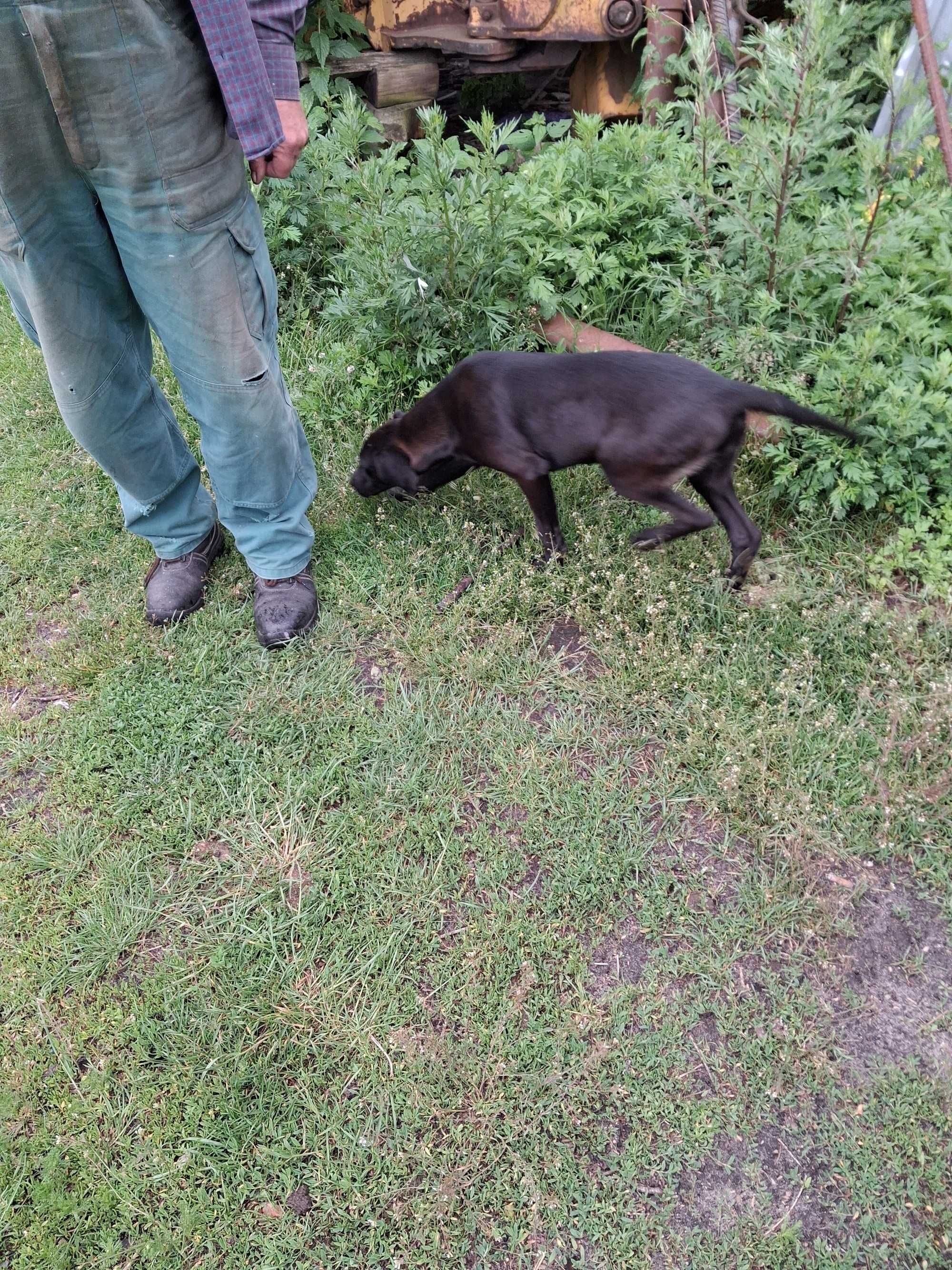 Oddam za darmo pieska wyzel