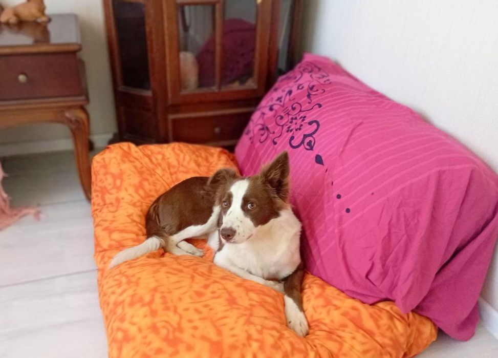 Собачка Еллі шукає родину