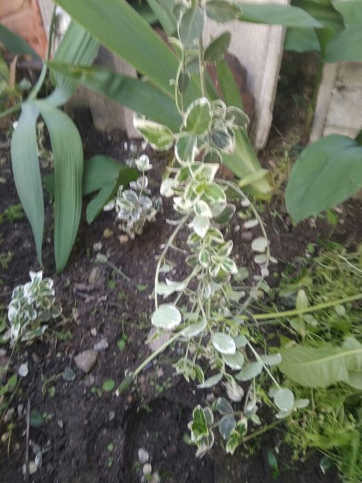 Саженцы, декоративные кусты