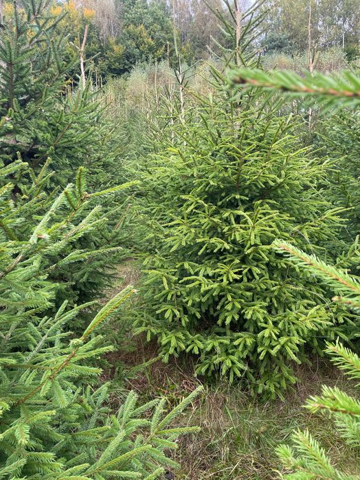 Świerk srebrny lub pospolity formowany choinki, plantacja choinek