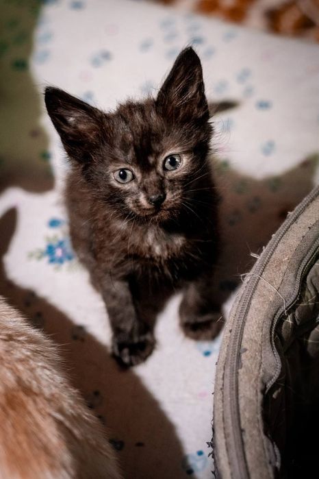 Отдам даром в добрые руки котят