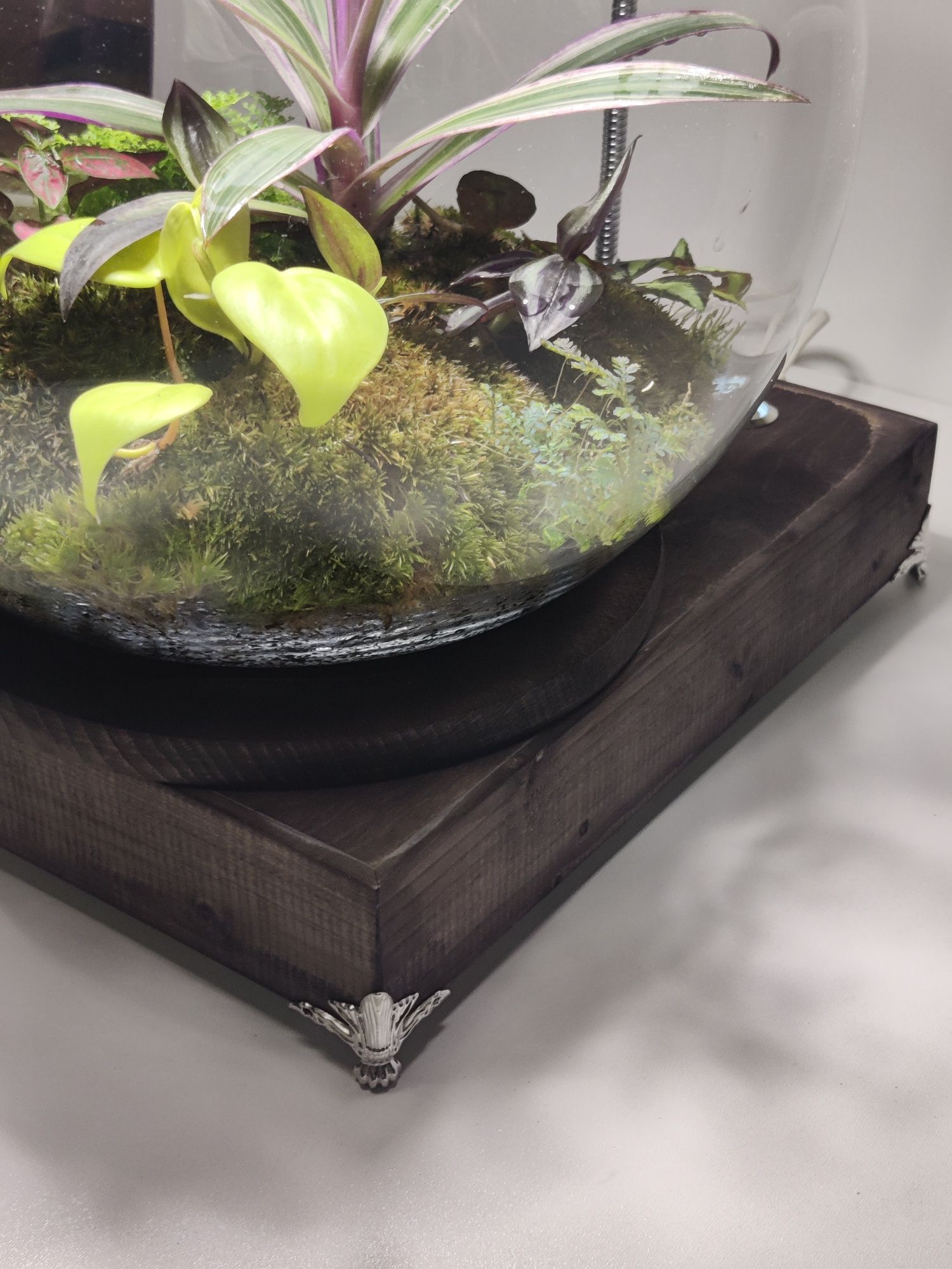 Obrotowa szklana kula pełna egzotycznych roślin terrarium