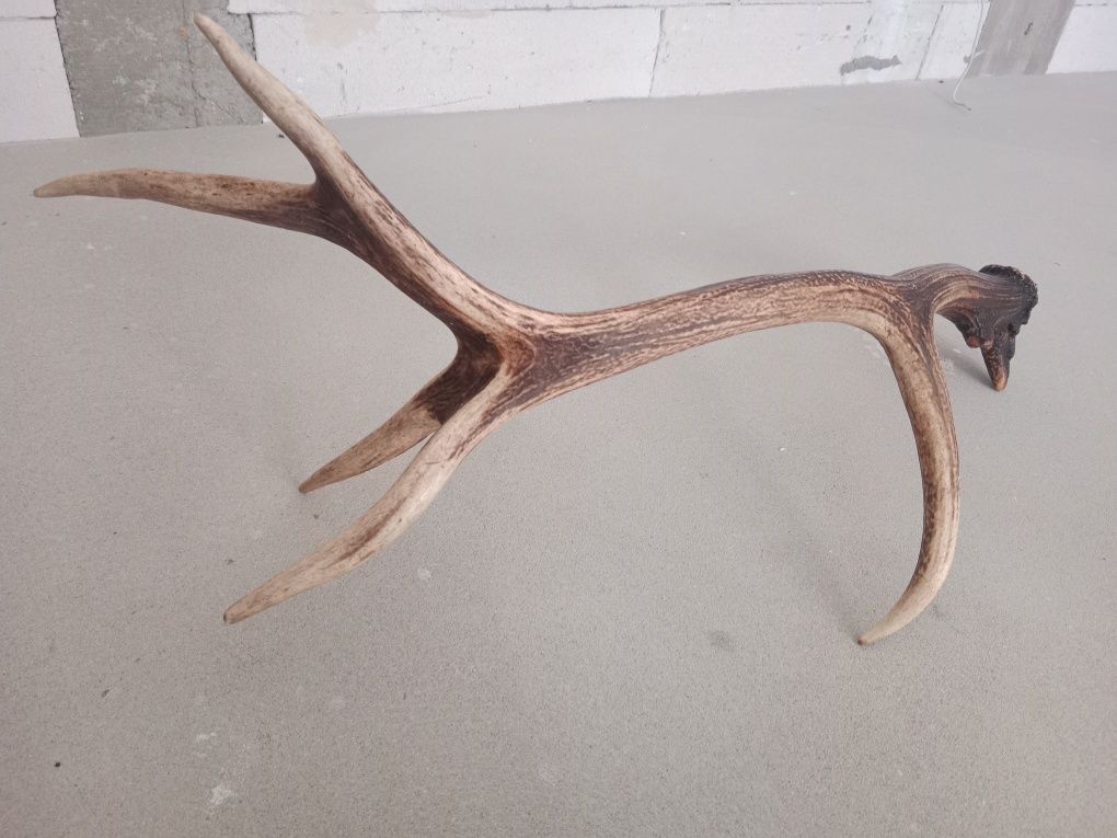 Zrzut/poroże jelenia 4kg