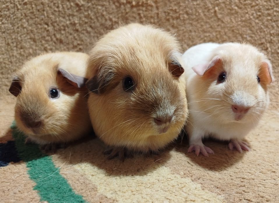 Морская свинка. Калифорния. Далматин. Самки.