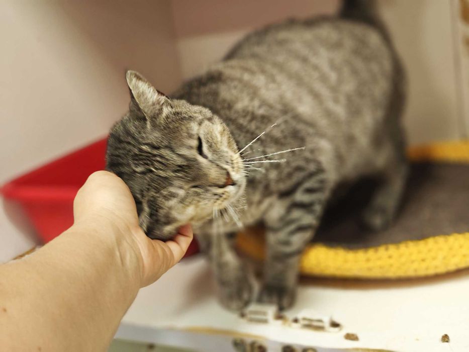 Лагідне чудо позитивна товариська кішка-няшка Аста 1,5р.