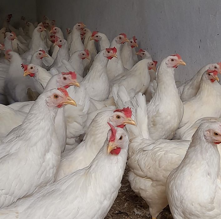 Kury Leghorn Leghorny Młode Nioski 23 tyg