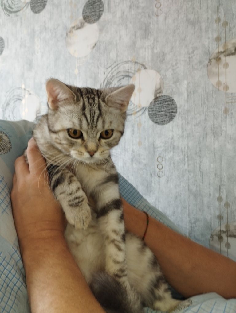 Продам котика шотлансько-британської породи