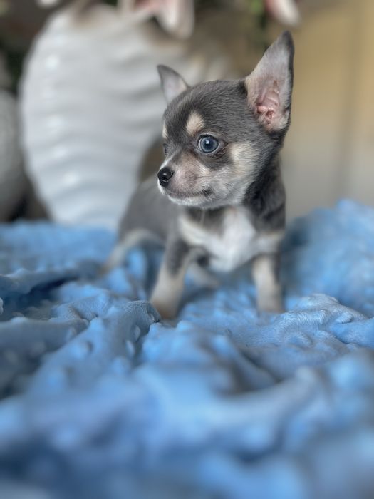 Chihuahua krótkowłosa