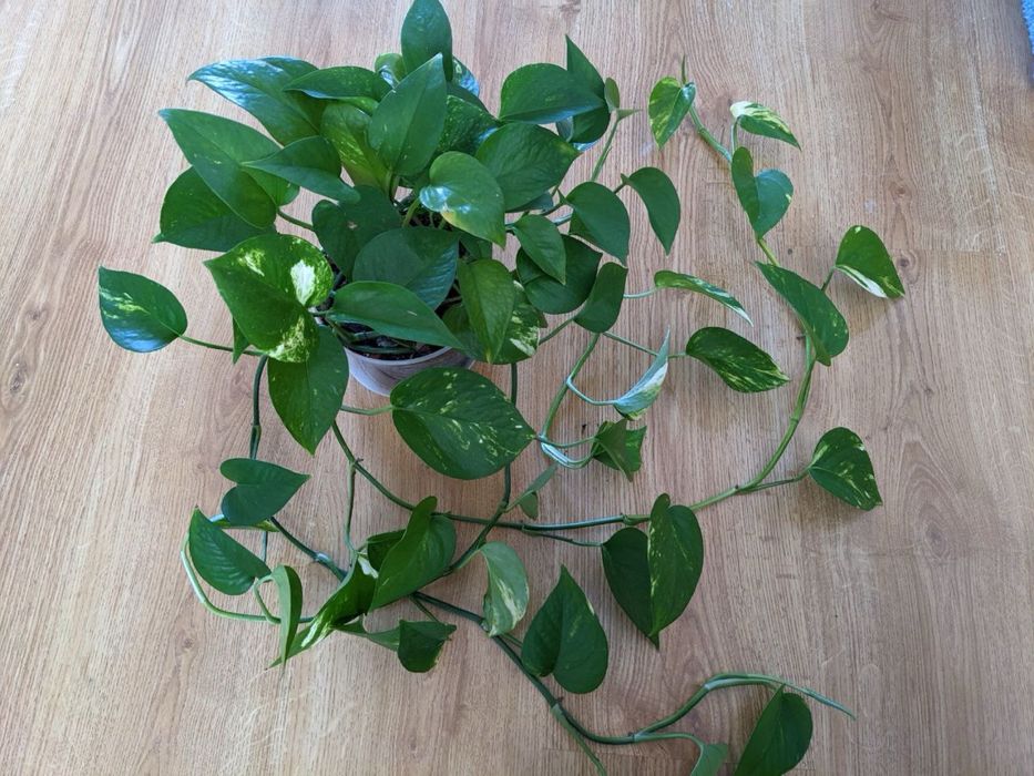 Епіпремнум золотистий