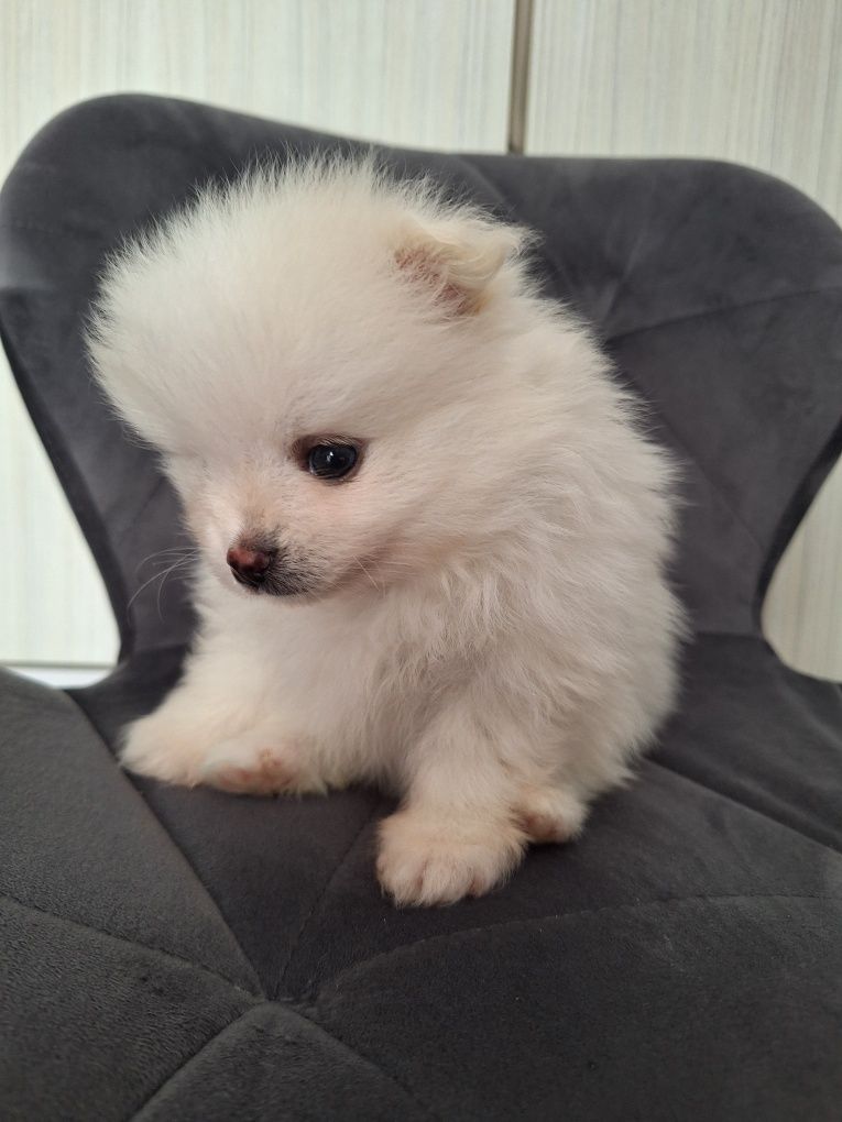 Szpic Miniaturowy Pomeranian piesek
