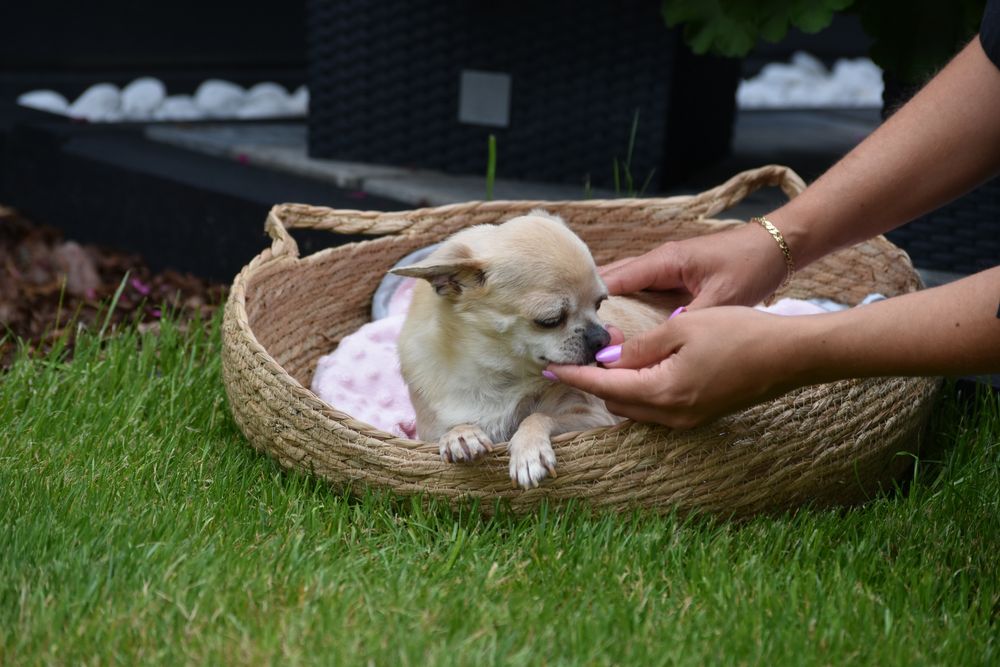 Sunia chuihuahua do adopcji