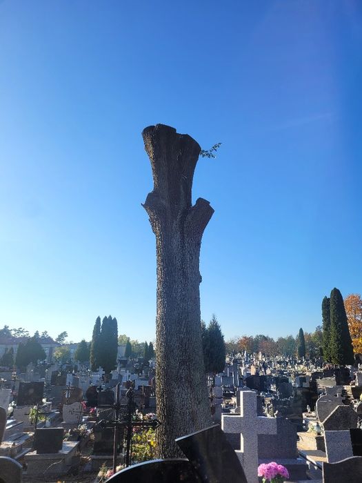 Wycinka drzew i krzewów. Metodą alpinistyczną i tradycyjną